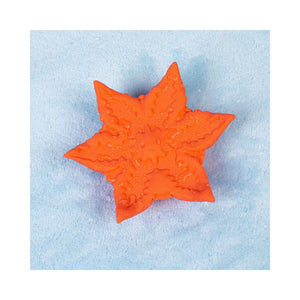 Starsi Coral